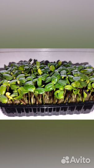 Микрозелень