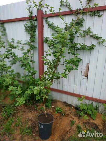 Саженцы ежевики