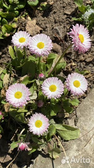 Ромашка садовая, Маргаритки Флоксы