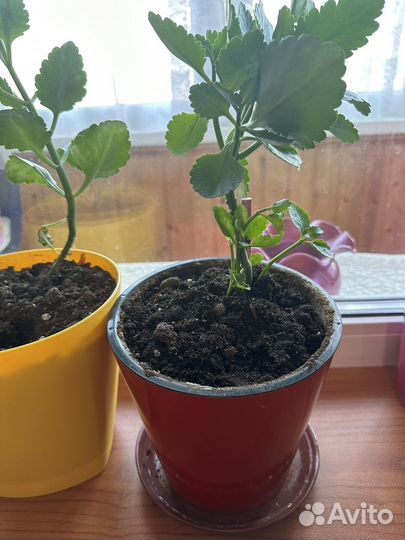 Отдам бесплатно комнатные цветы