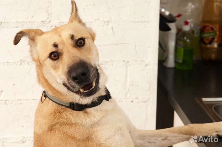 Собака в добрые руки Гаечка