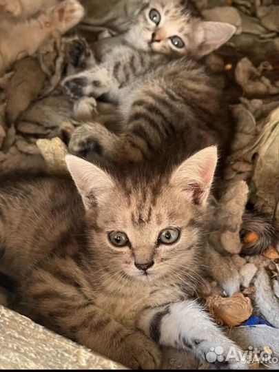 Котята ищут дом