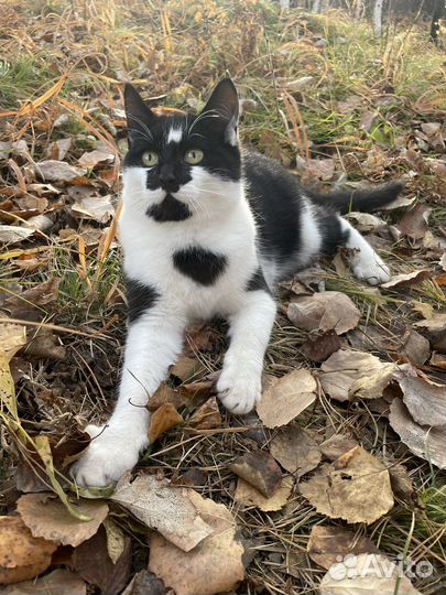 Котята бесплатно