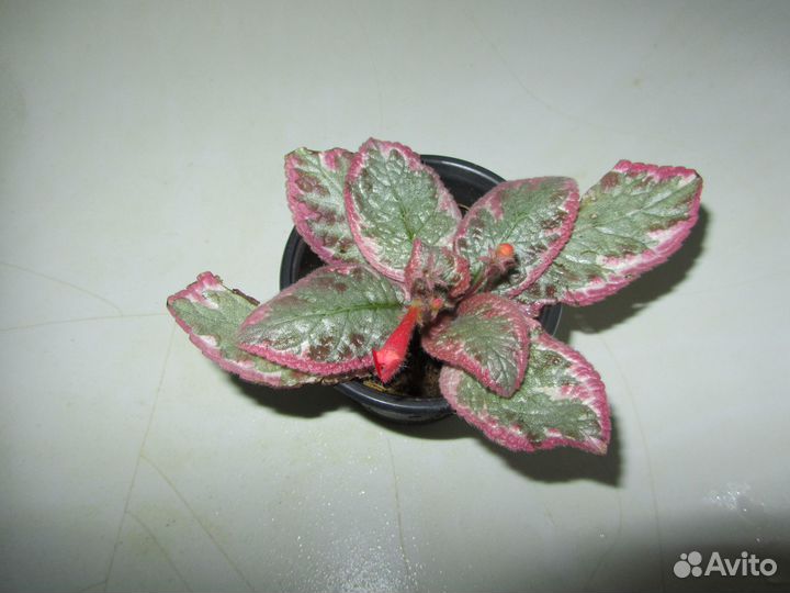 Акварельная эписция Cleopathra