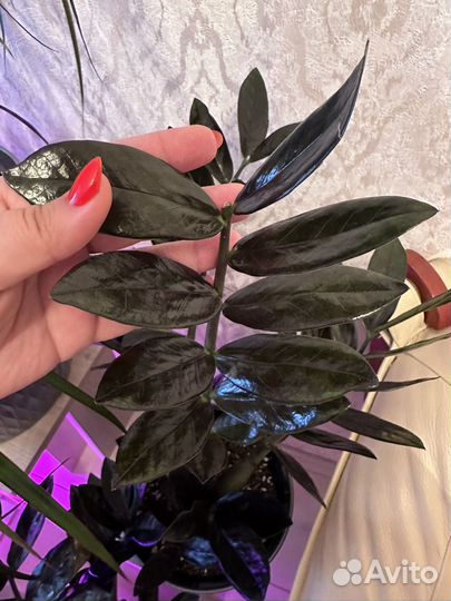 Черный замиакулькас (Равен) комнатный цветок