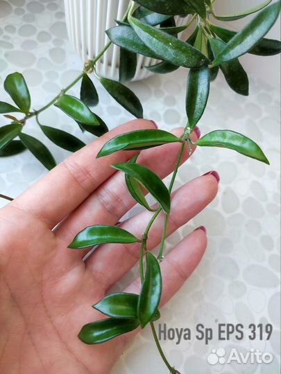 Хойя verticillata variegata, villosa, Bella, kerri