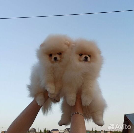 Померанский шпиц