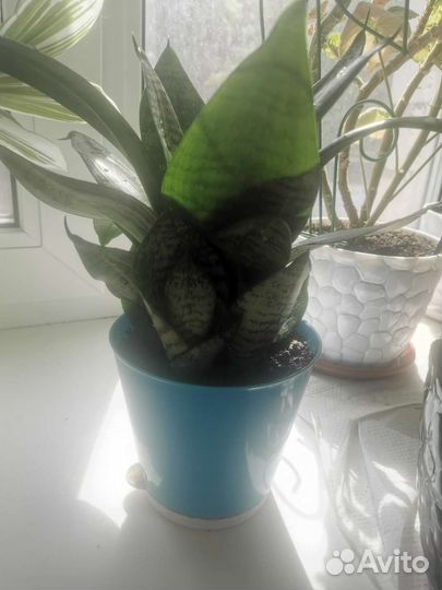 Сансевиерия