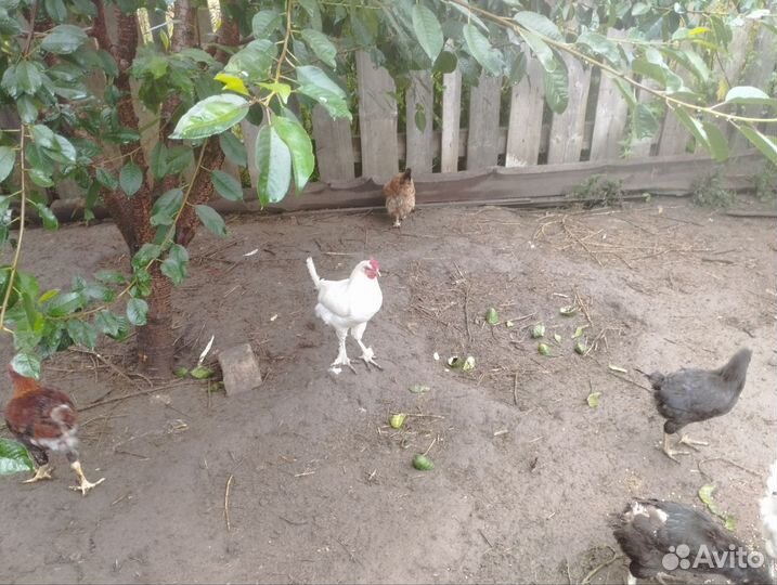 Петухи молодые домашние