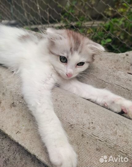 Котята в добрые руки даром