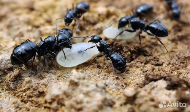 Муравьи Camponotus piceus