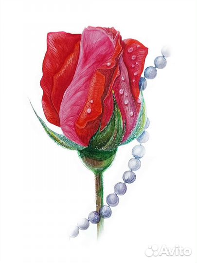 Акварельные живопись пион, роза, георгин, петуния