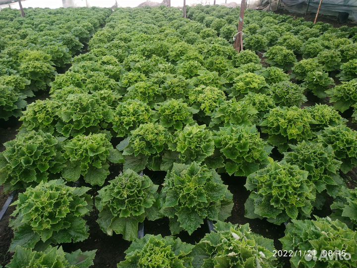 Цинерария рассада цветов петунии виолы бархатцев