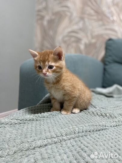Котенок в добрые руки