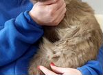 Кот сиамский в добрые руки
