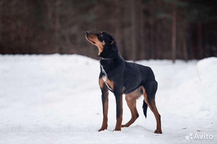 Собака в добрые руки