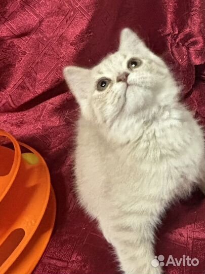 Шотландский котенок