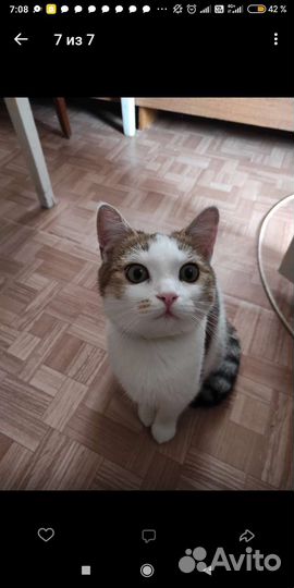 Котик в дор