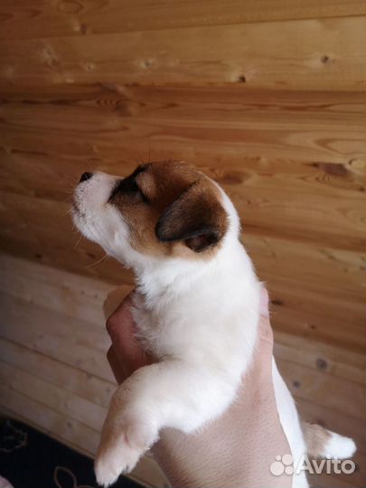 Щенки джек рассел терьер