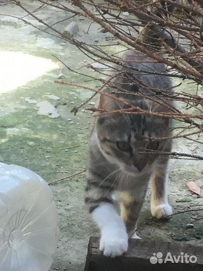 Котята мейн-кун