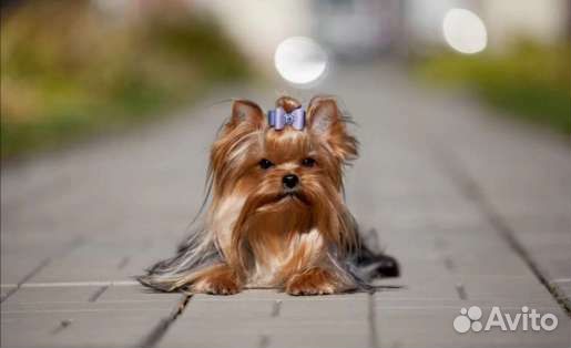 Мальчик, для вязки