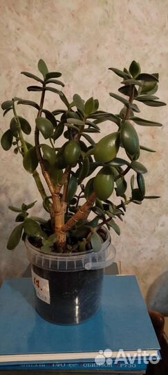 Взрослое денежное дерево