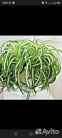 Хлорофитум кудрявый