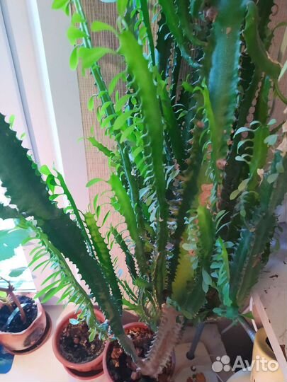 Молочай трехгранный 1.5 метра