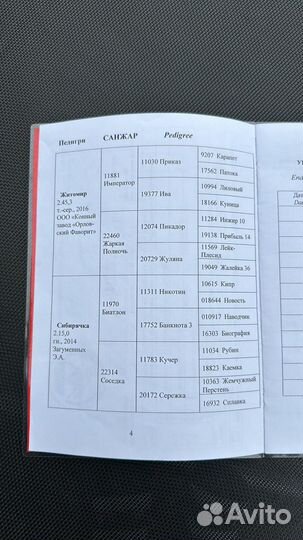 Жеребец орловский рысак