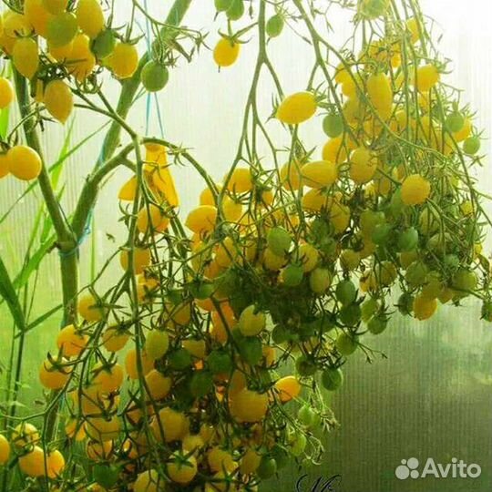 Томаты Сумасшедшие семена