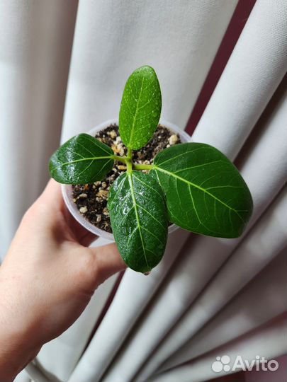 Фикус бенгальский Андрэ