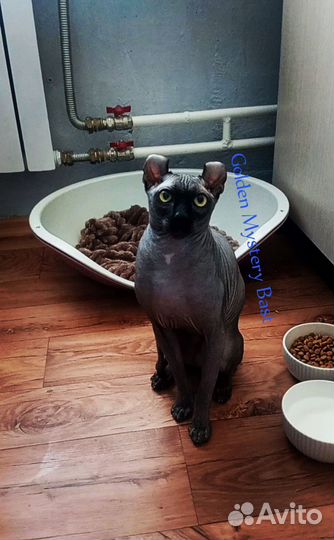 Сфинкс Эльф