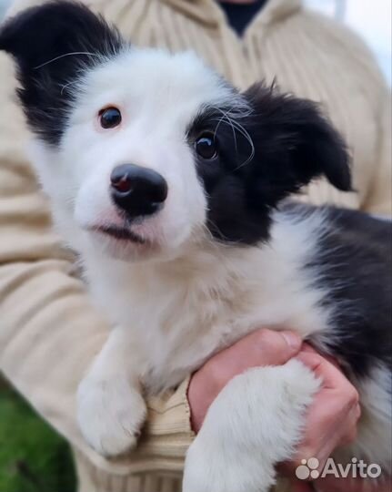 Бордер колли (девочка)