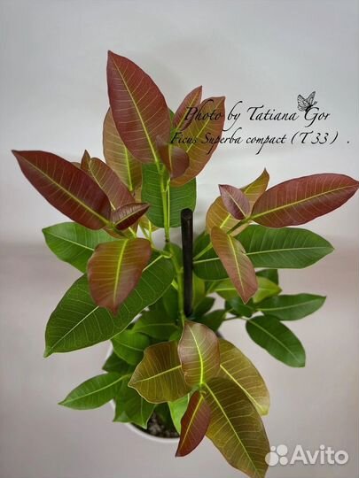 Фикусы-разные сорта