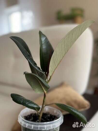 Фикус Эластика робуста