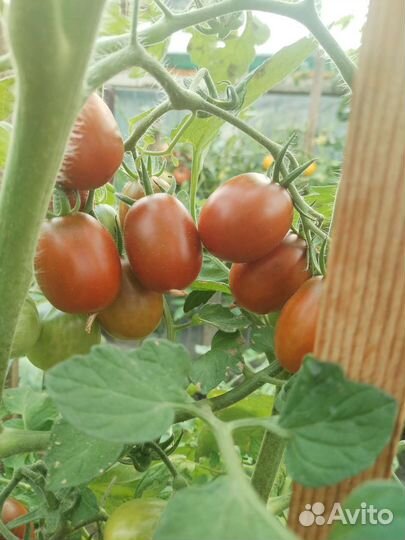 Вкусные домашние помидоры