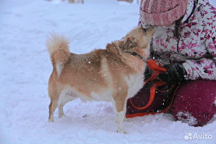 Пёсик Малышок