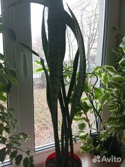 Сансевиерия