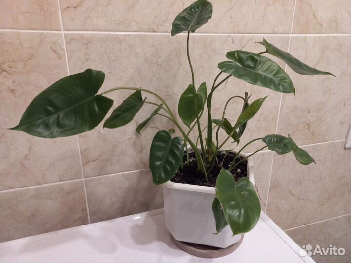 Комнатные растения цветы