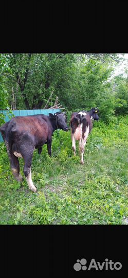 Два коров два телки