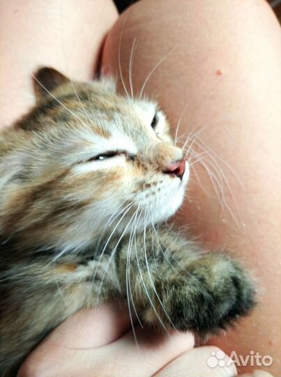 Котёнок кошка