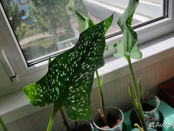 Пророщенные клубни каллы