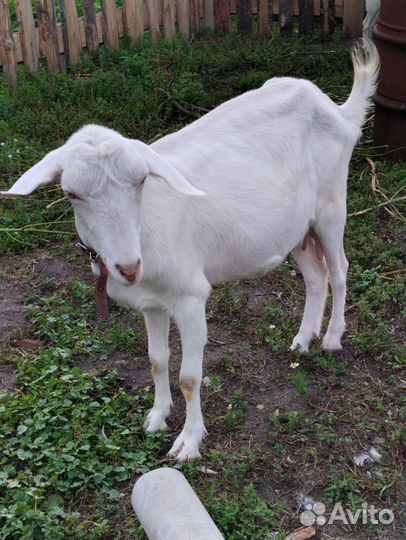 Коза молочная