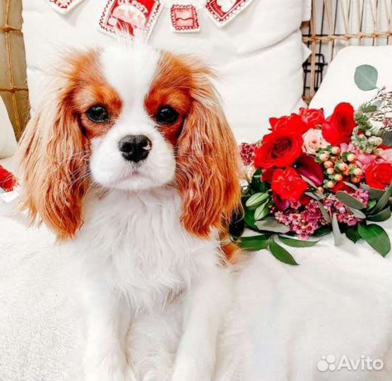 Кавалеры королевских кровей