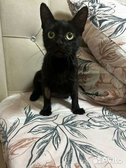 Кошечка