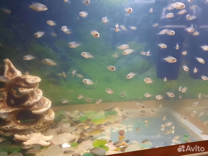 Бирюзовая акара