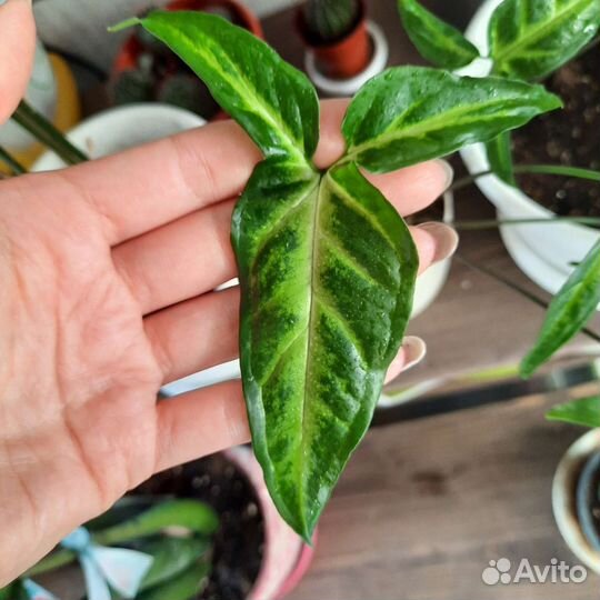 Сингониум спир поинт