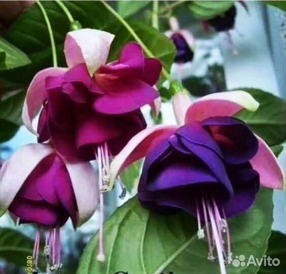 Фуксии черенки 4 сорта