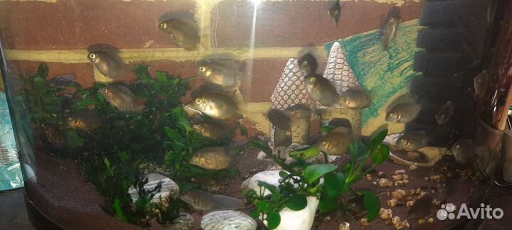 Рыбка Северум