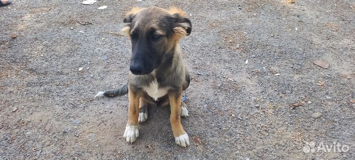 Щенок (4мес.)в добрые руки бесплатно